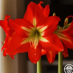Amaryllis Bulbs><noscript><img width=
