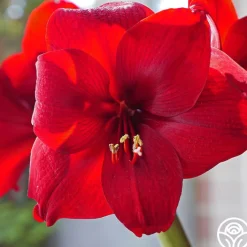 Amaryllis Bulbs><noscript><img width=