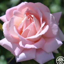 Amazing Grace™><noscript><img width=