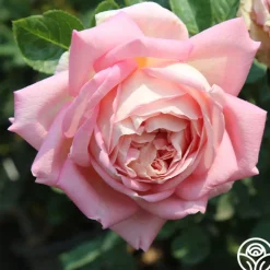Amazing Grace™><noscript><img width=