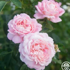 Amazing Grace™><noscript><img width=