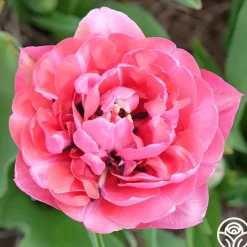 Amazing Grace>Heirloom Roses New