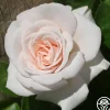 Amber Abundance®>Heirloom Roses Sale