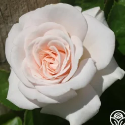 Amber Abundance®>Heirloom Roses Sale