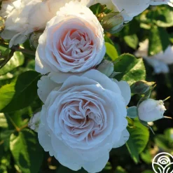 Amber Abundance®>Heirloom Roses Sale
