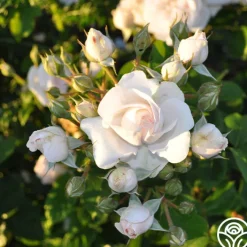 Amber Abundance®><noscript><img width=