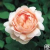 Ambridge Rose®>Heirloom Roses Clearance