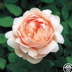 Ambridge Rose®>Heirloom Roses Clearance