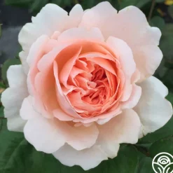 Ambridge Rose®><noscript><img width=