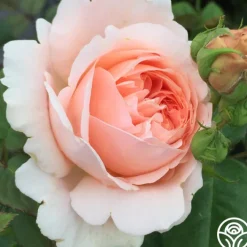 Ambridge Rose®><noscript><img width=