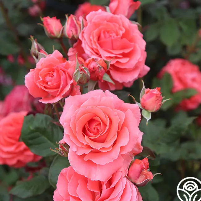 America™>Heirloom Roses Online