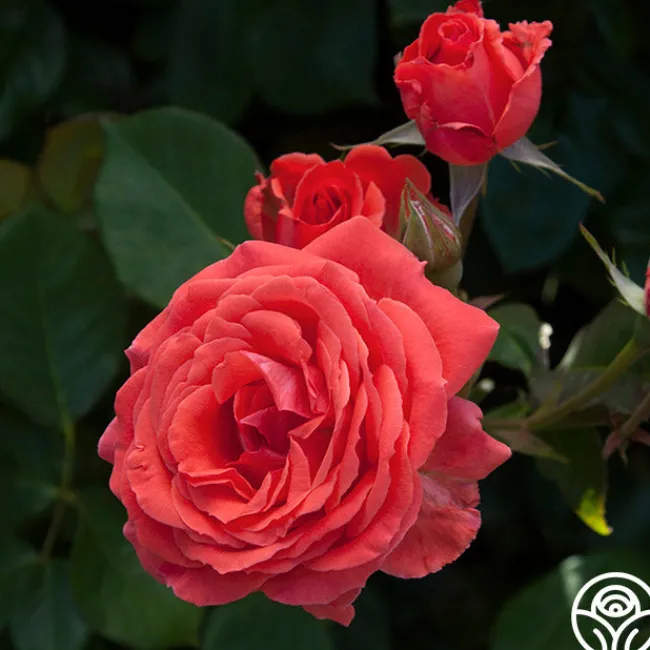 America™>Heirloom Roses Online