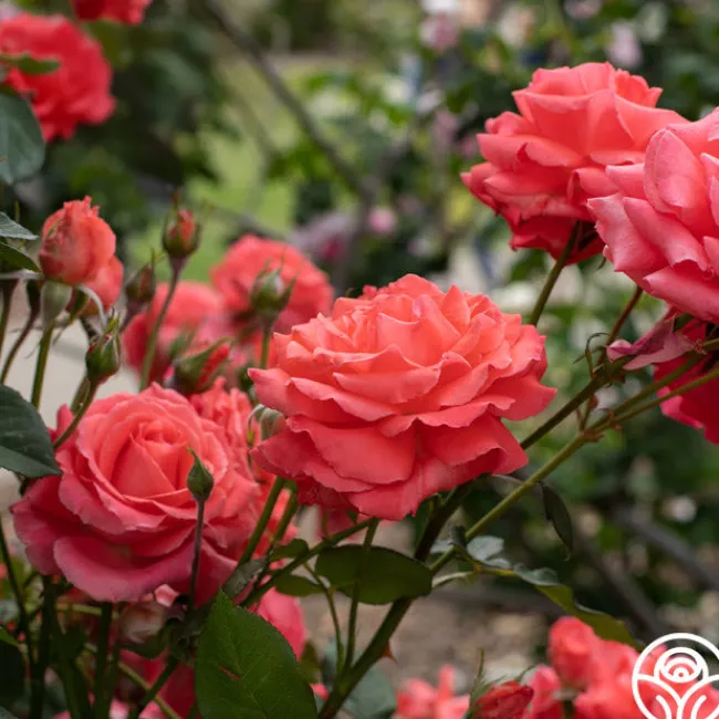 America™>Heirloom Roses Online