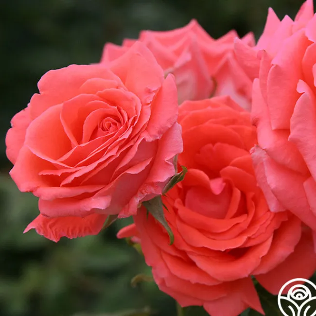America™>Heirloom Roses Online