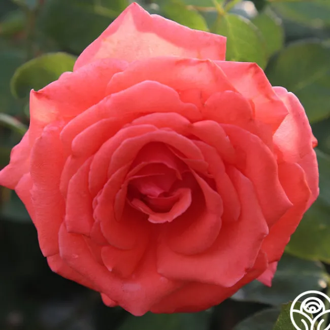 America™>Heirloom Roses Online
