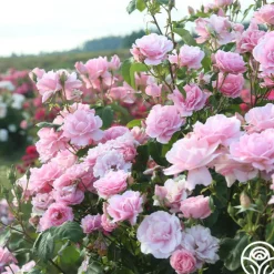 Amiga Mia>Heirloom Roses Sale