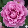 Angel Face>Heirloom Roses Discount