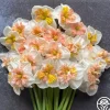 Angel Fire>Heirloom Roses Sale