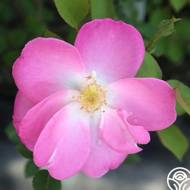 Angelina>Heirloom Roses Outlet