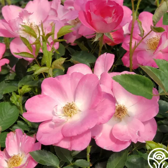 Angelina>Heirloom Roses Outlet