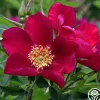 Ann Endt>Heirloom Roses