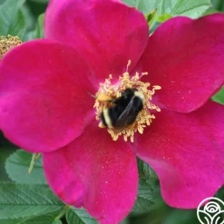 Ann Endt>Heirloom Roses
