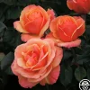 Anna's Promise>Heirloom Roses Hot