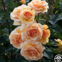 Anne Harkness®>Heirloom Roses New