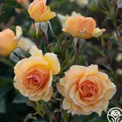 Anne Harkness®>Heirloom Roses New
