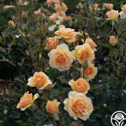 Anne Harkness®><noscript><img width=