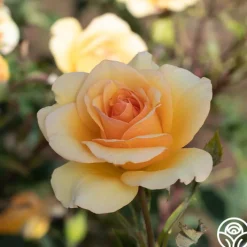 Anne Harkness®><noscript><img width=
