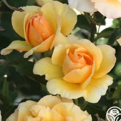 Anne Harkness®><noscript><img width=