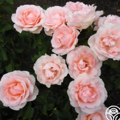 Anne Hathaway™>Heirloom Roses Clearance