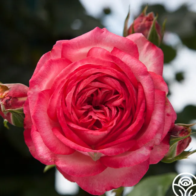Antique>Heirloom Roses Best