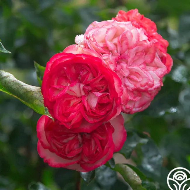 Antique>Heirloom Roses Best