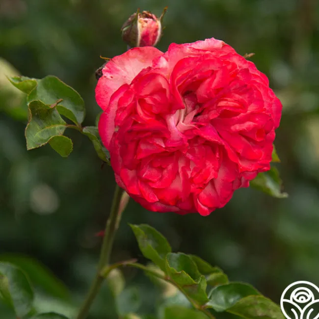 Antique>Heirloom Roses Best