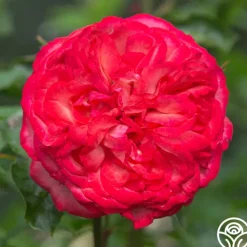 Antique><noscript><img width=