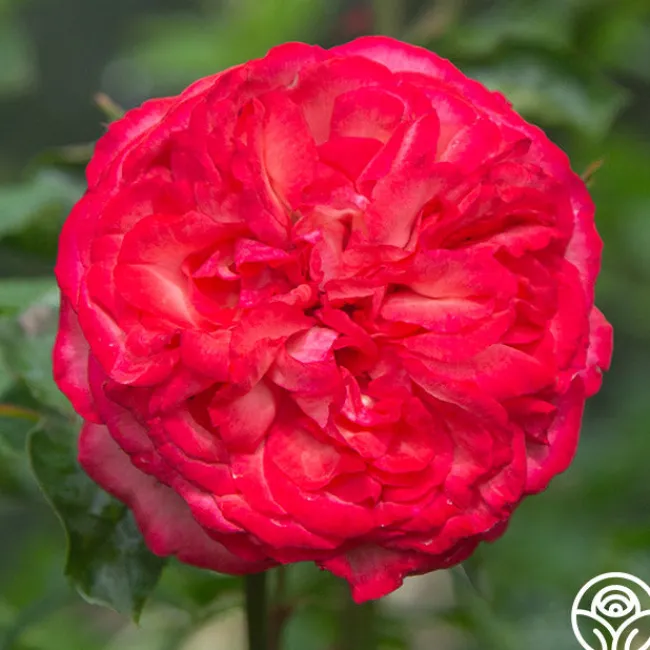 Antique>Heirloom Roses Best