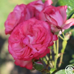 Antique><noscript><img width=