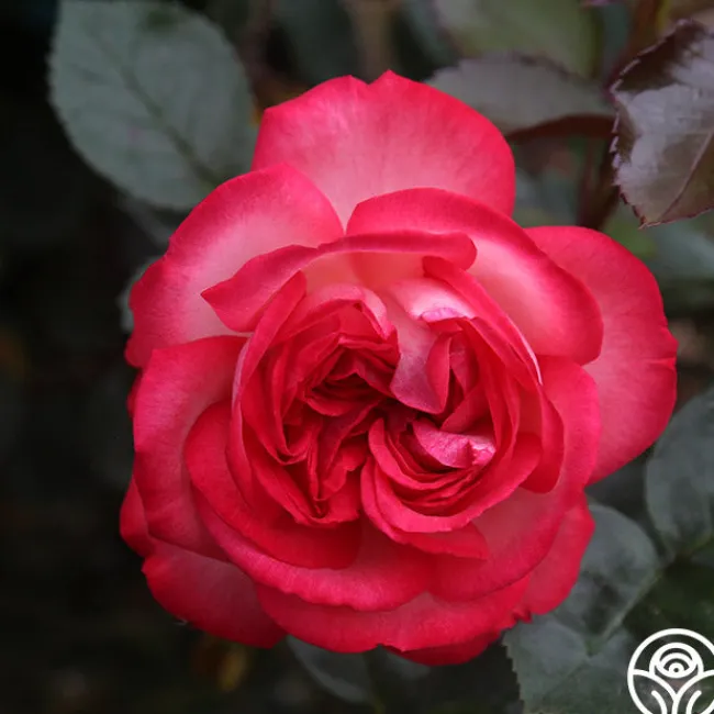 Antique>Heirloom Roses Best