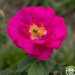 Apothecary's Rose>Heirloom Roses