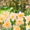 Apple Pie>Heirloom Roses New