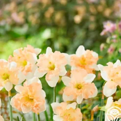 Apple Pie>Heirloom Roses New