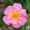Applejack>Heirloom Roses
