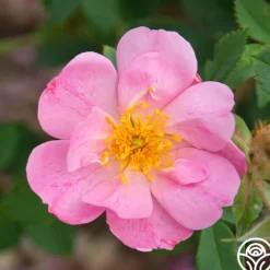 Applejack>Heirloom Roses