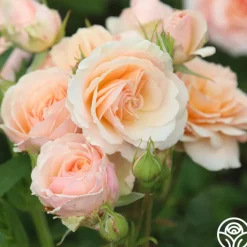 Apricot Abundance™>Heirloom Roses Clearance