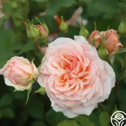 Apricot Abundance™>Heirloom Roses Clearance