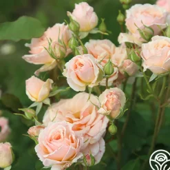 Apricot Abundance™><noscript><img width=