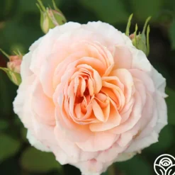 Apricot Abundance™><noscript><img width=
