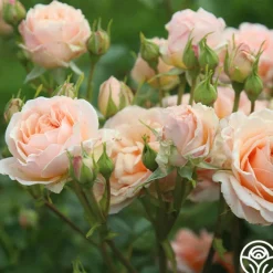 Apricot Abundance™><noscript><img width=